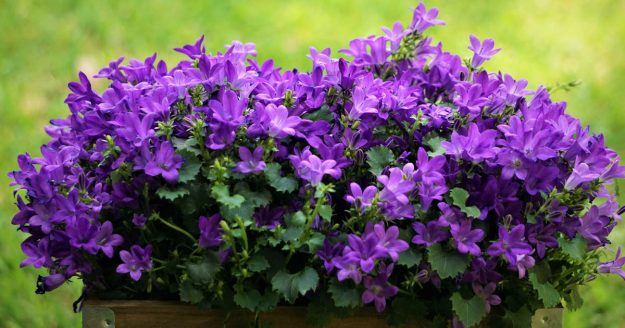 Purple flowers in flower box Purple flowers in flower box